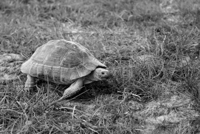 Tortoise, par Xavier E. G. Dierick